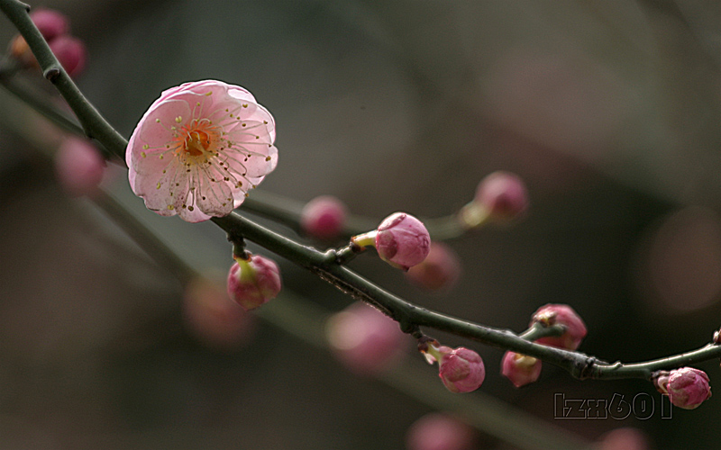 梅---9 摄影 林中蹊