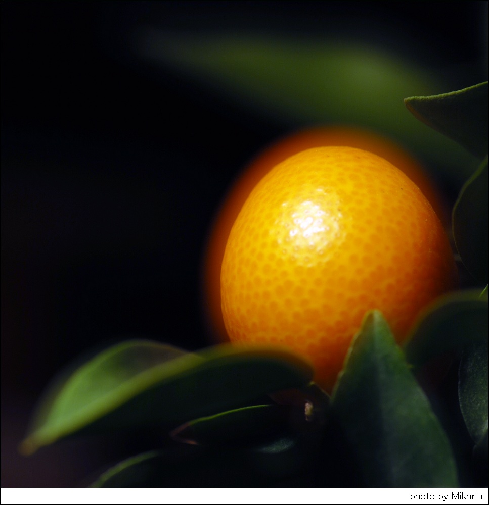 小品金橘（Citrus No.8） 摄影 山头舟