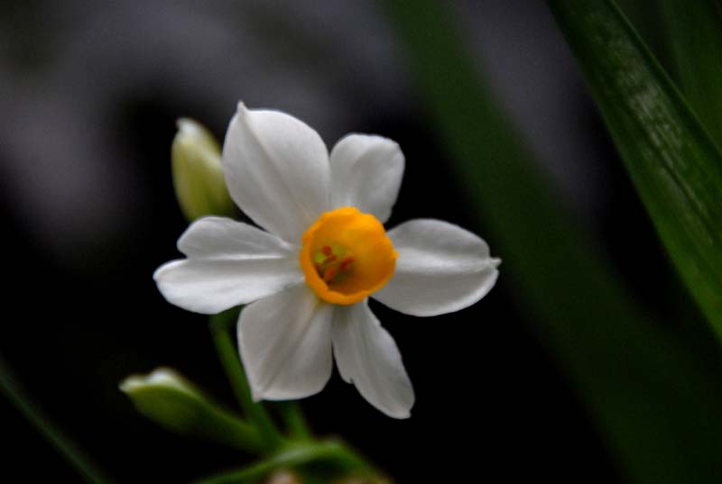 水仙花 摄影 淡淡清风