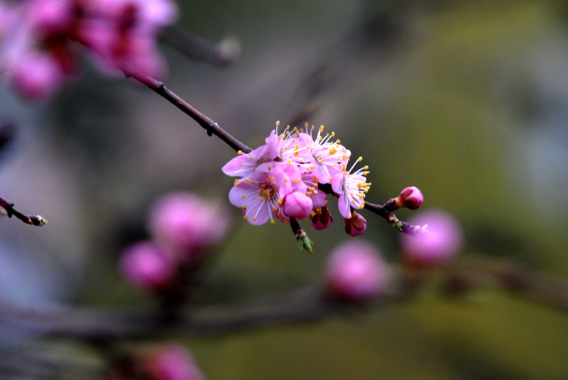 迎春 摄影 PIAOJINLONG