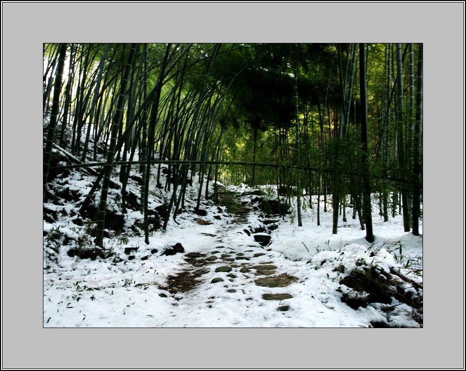 《竹林雪径》 摄影 龙兰草