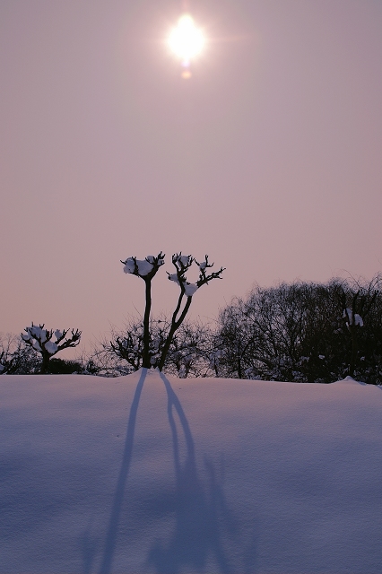 雪地光影 摄影 闲云出岫