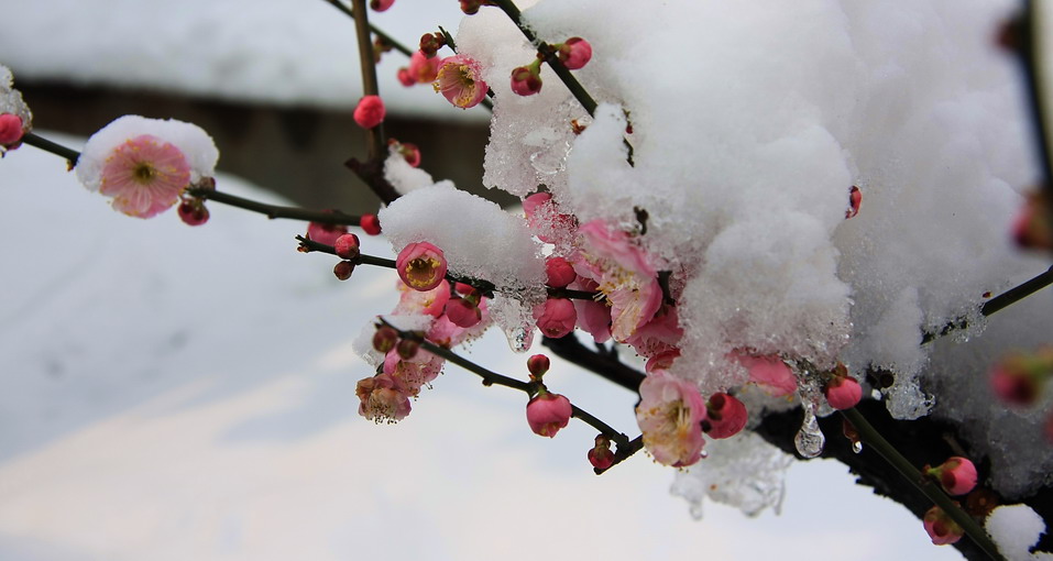 酷雪淫冰下  不断春消息2 摄影 粒沙片石