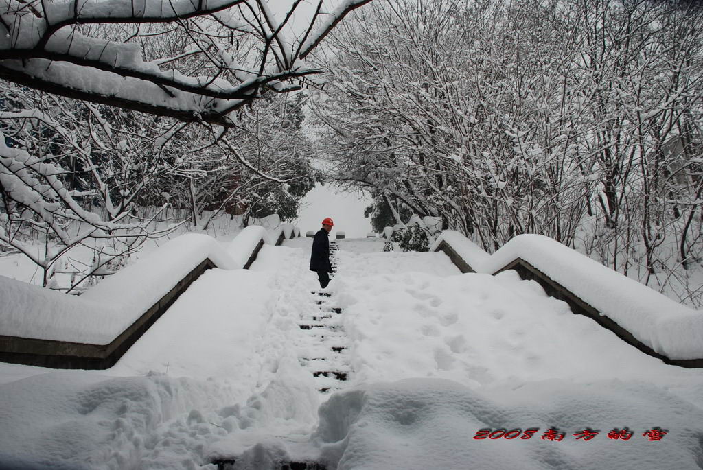 2008南方的雪 摄影 十年磨一剑