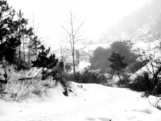 雪色山林 摄影 影坛菜鸟