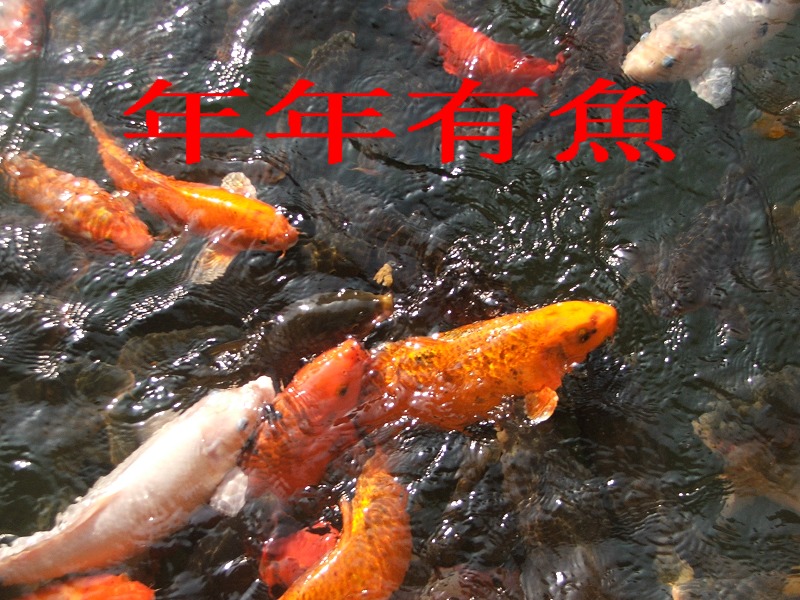 金魚 摄影 天南星