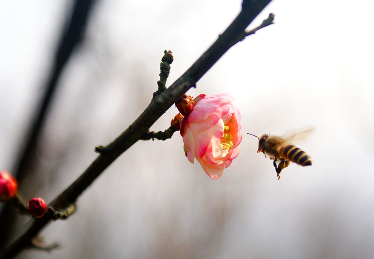 蜜蜂 摄影 幽居空谷