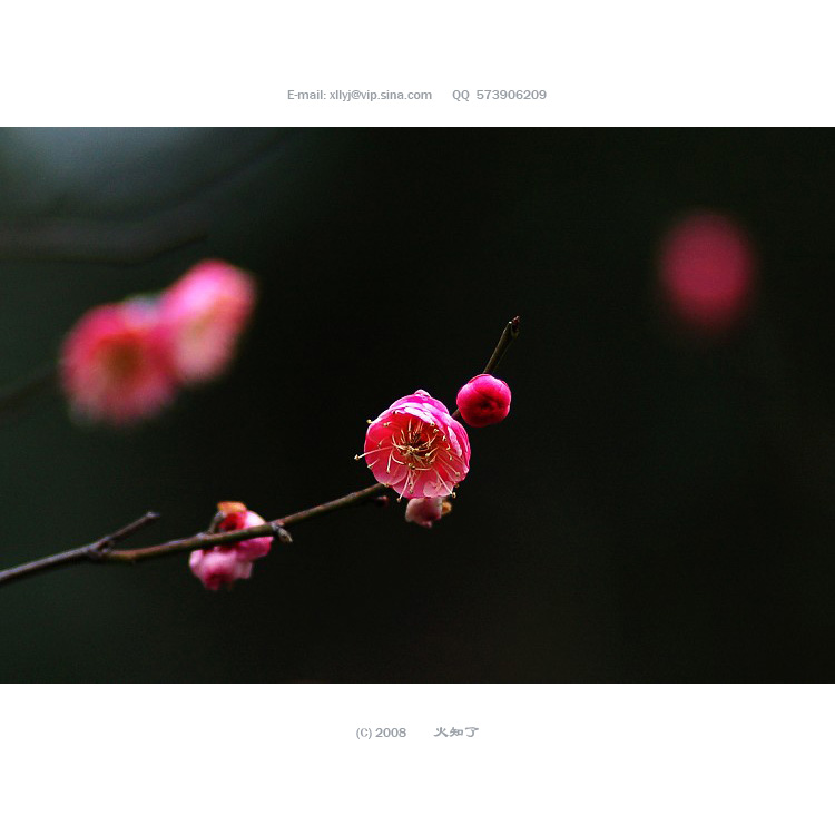 梅花-1 摄影 火知了