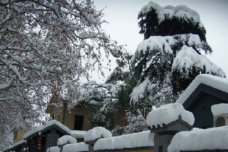 雪-树-老屋与大院 摄影 天竺之子