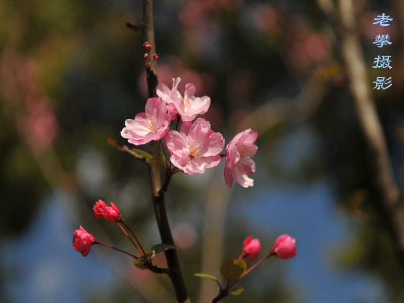 春花浪漫 摄影 白萝卜汤