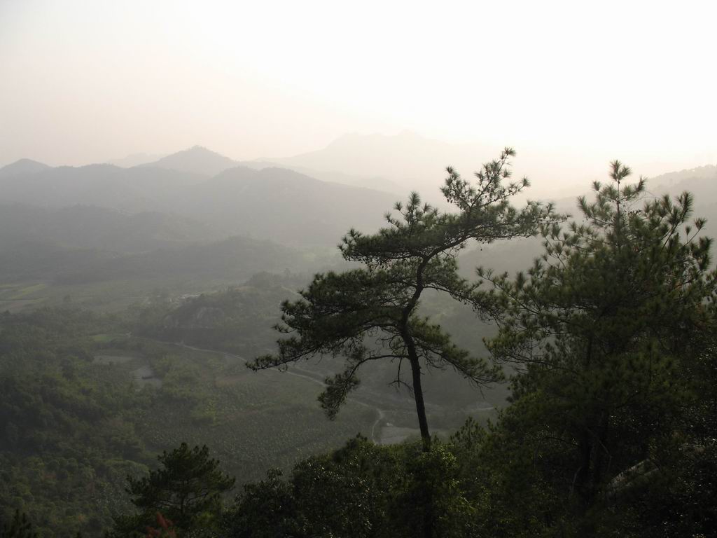 家乡的松树 摄影 十里黄土