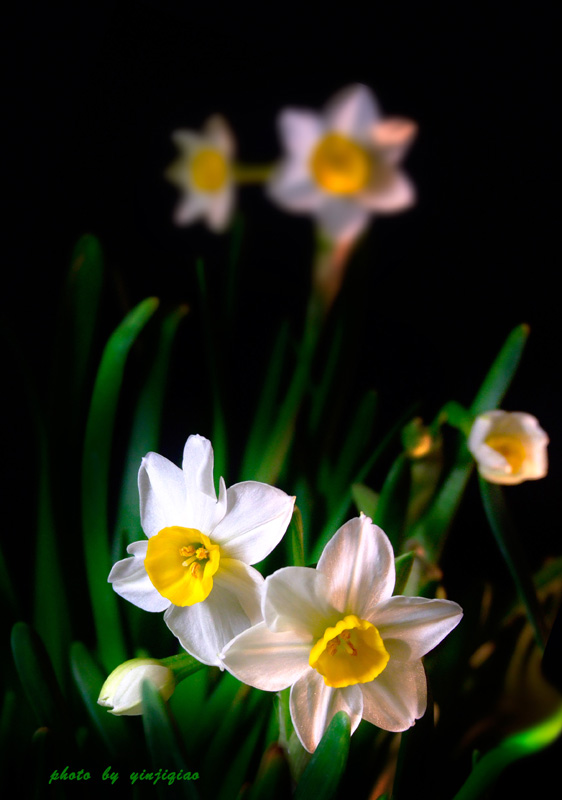 水仙花 摄影 yinjiqiao