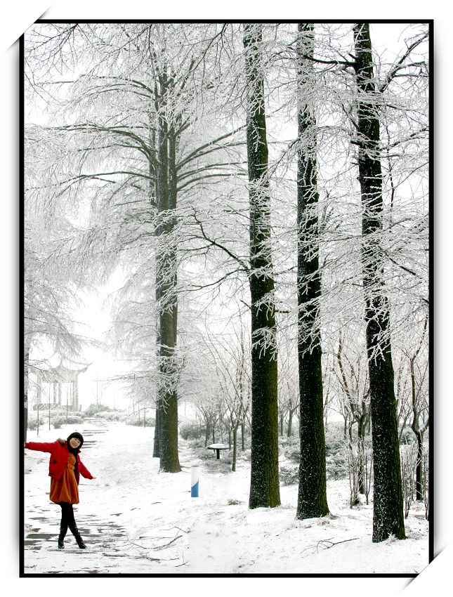 四明雪松 摄影 北边