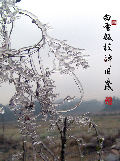 白雪银枝辞旧岁 摄影 胡主任