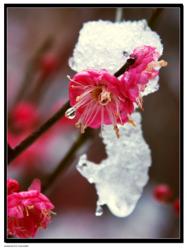 傲雪 摄影 石径