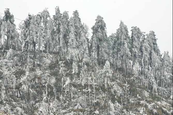 冰雪摧残下的树林 摄影 老秋叶