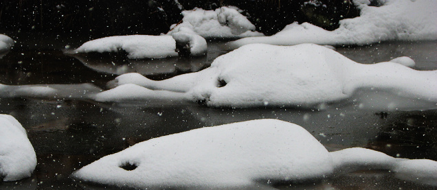 雪鼠拜年 摄影 岚山孤云