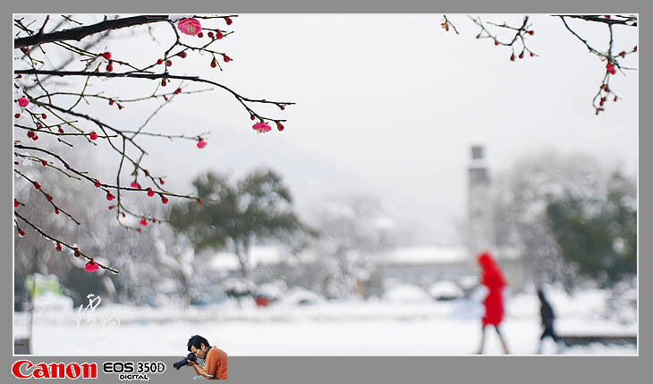 雪·梅 摄影 虎屿