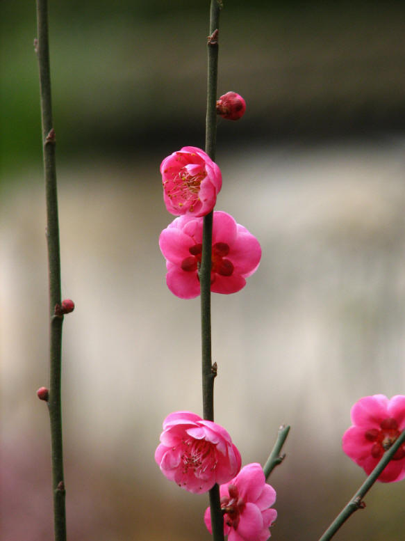 梅花 摄影 蓝天翱翔