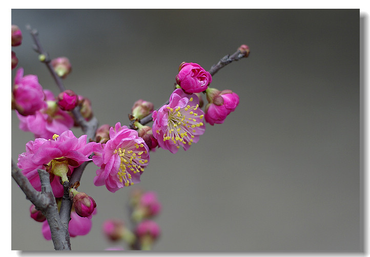 梅花香自苦寒来 摄影 扁舟寒江钓