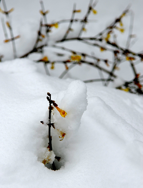 傲雪放春 摄影 翔鸟