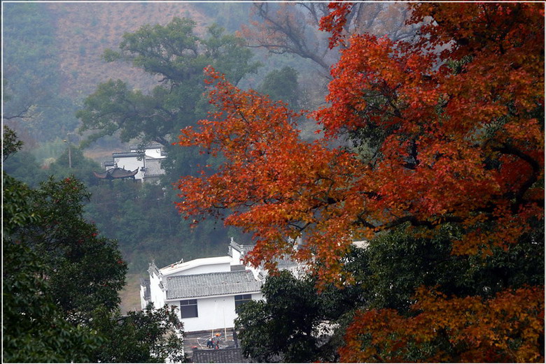 婺源深秋---红叶隐新居 摄影 风影之韵