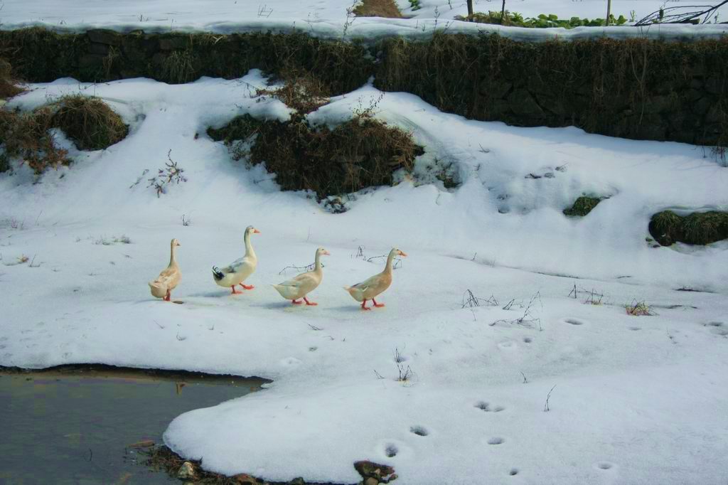 踏雪 摄影 赞几