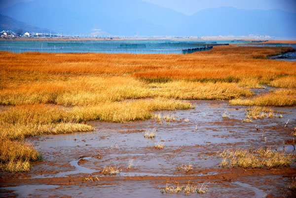 湿地 摄影 海浪淘沙