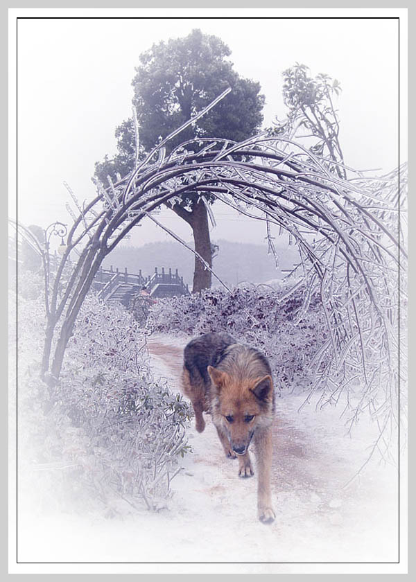 犬门 摄影 袁自安