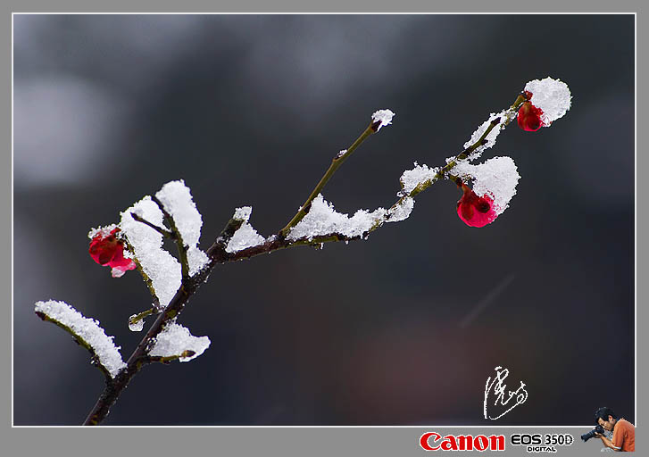 傲雪寒梅01 摄影 虎屿