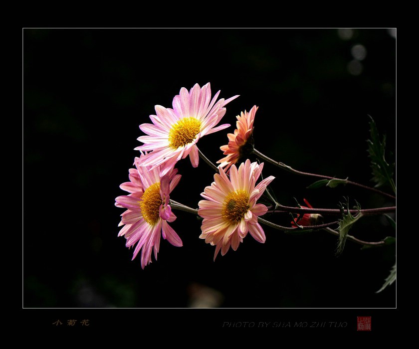 小菊花 摄影 沙漠之驼