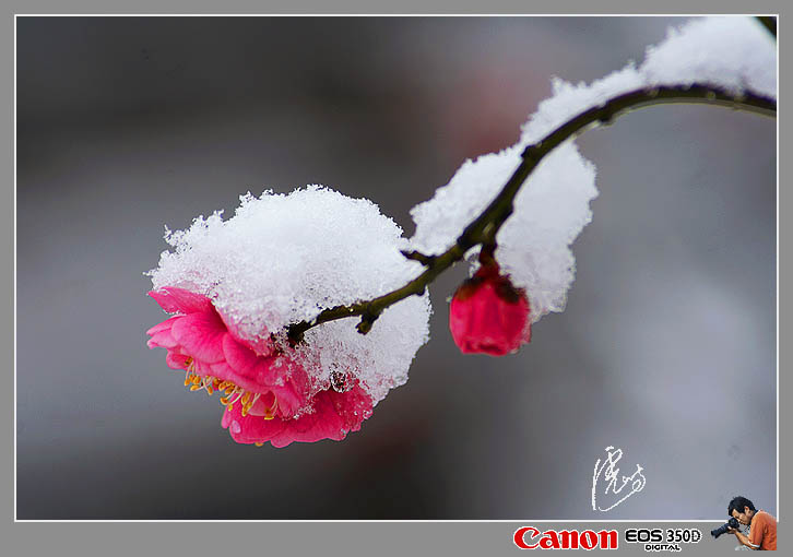 傲雪红梅 摄影 虎屿