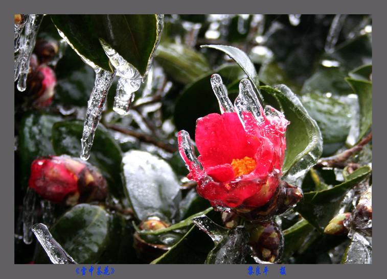 雪中茶花 摄影 黎良平