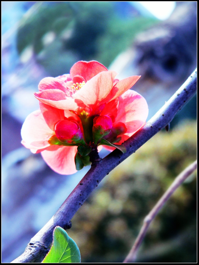 茶花 摄影 武当山