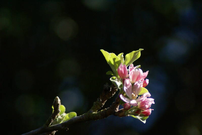 苹果花开 摄影 shanghainese