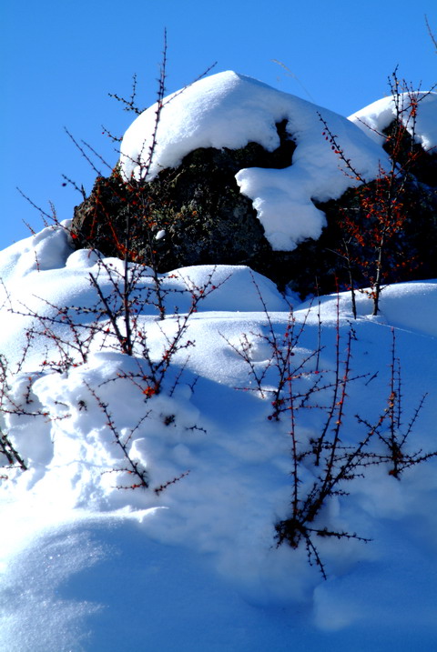 雪中俏 摄影 军旅情怀