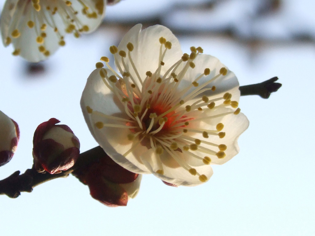 梅花 摄影 花港观鱼