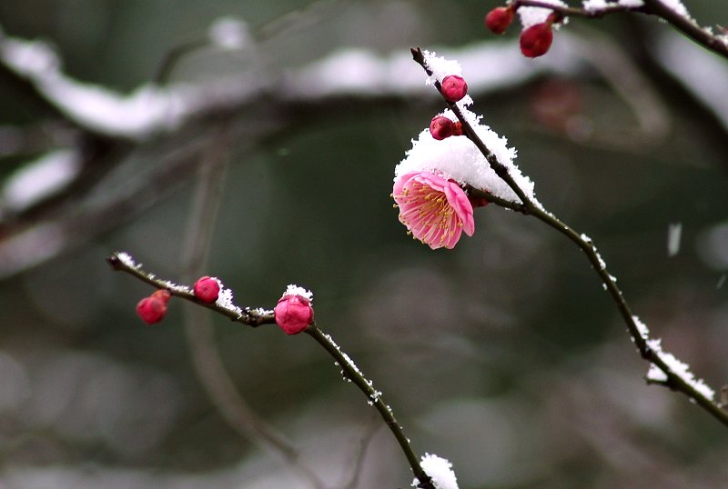 踏雪寻梅5 摄影 湖边醉月