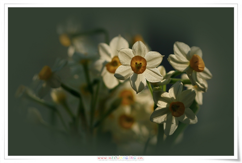 腊月花神 摄影 阿邸