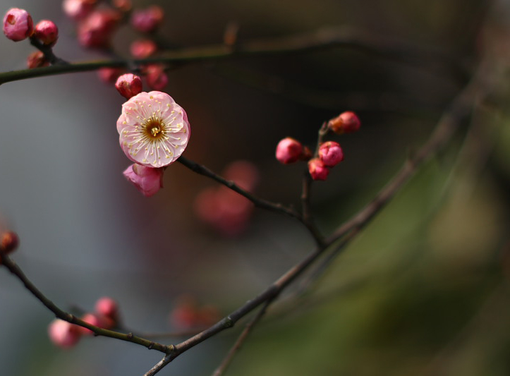 梅花 摄影 麦克