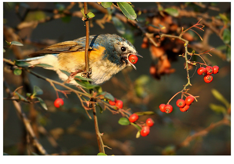 美食 摄影 pigeon