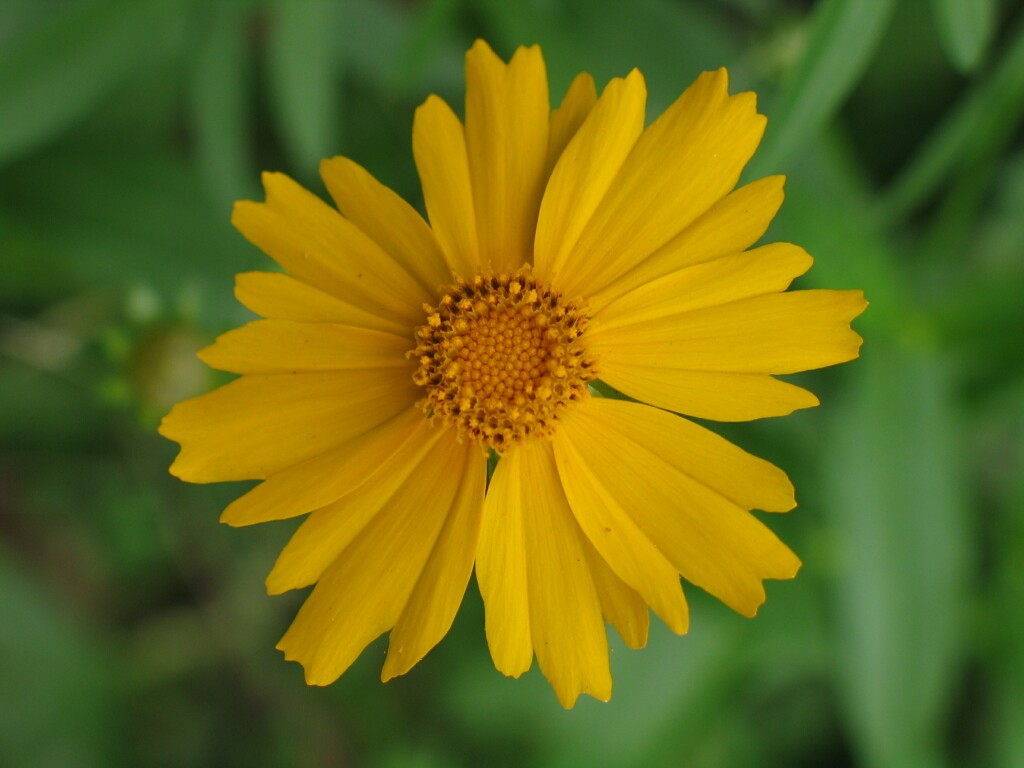 小花 摄影 zhaofei