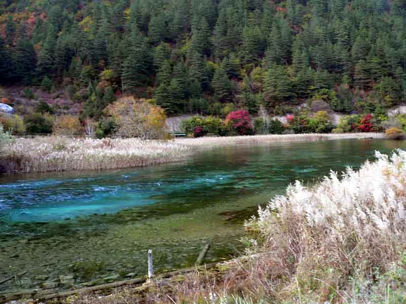 芦苇滩 摄影 勤学