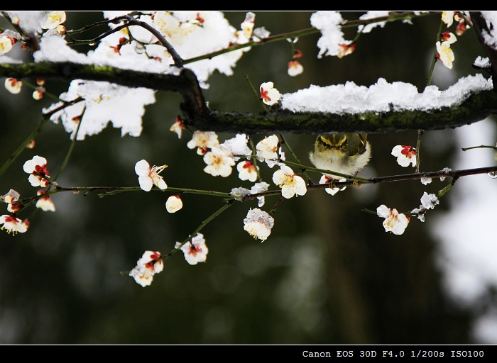 梅雪迎春 摄影 柯闲客