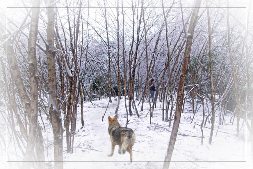 雪地追踪 摄影 袁自安