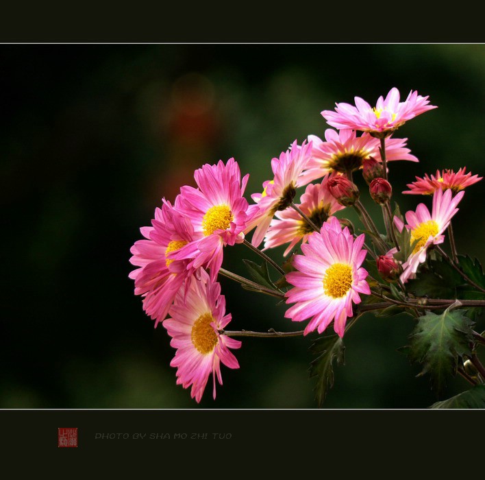 菊花系列——《小菊花》 摄影 沙漠之驼