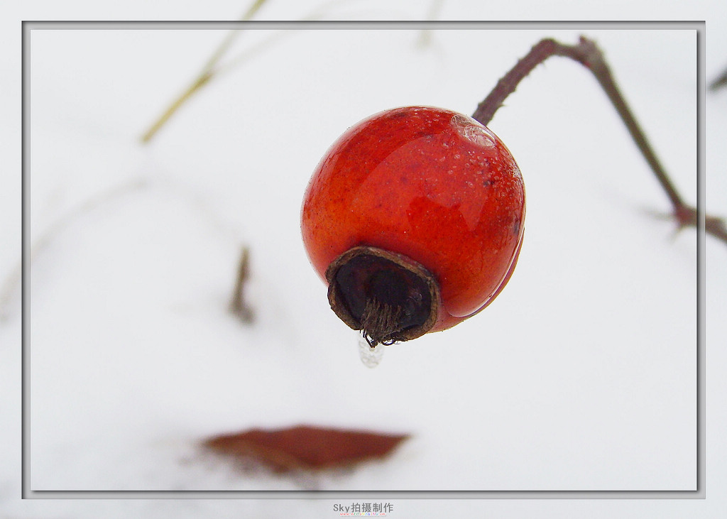 冰雪中的生命 摄影 小幼鹰