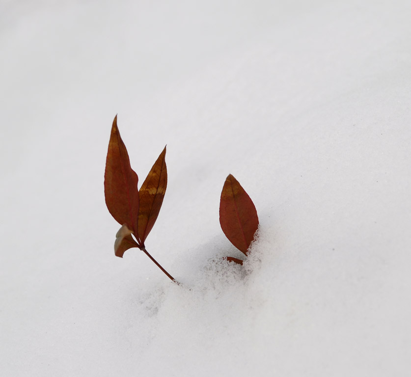 红叶出雪 摄影 梦杳