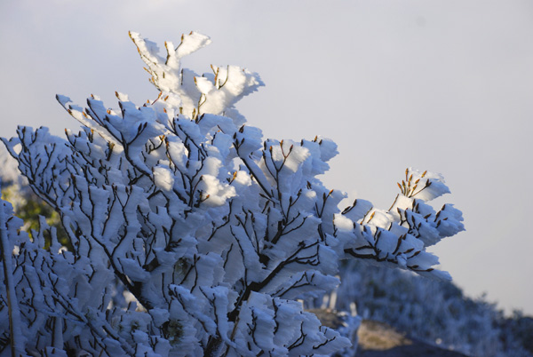 雪树 摄影 放飞风筝