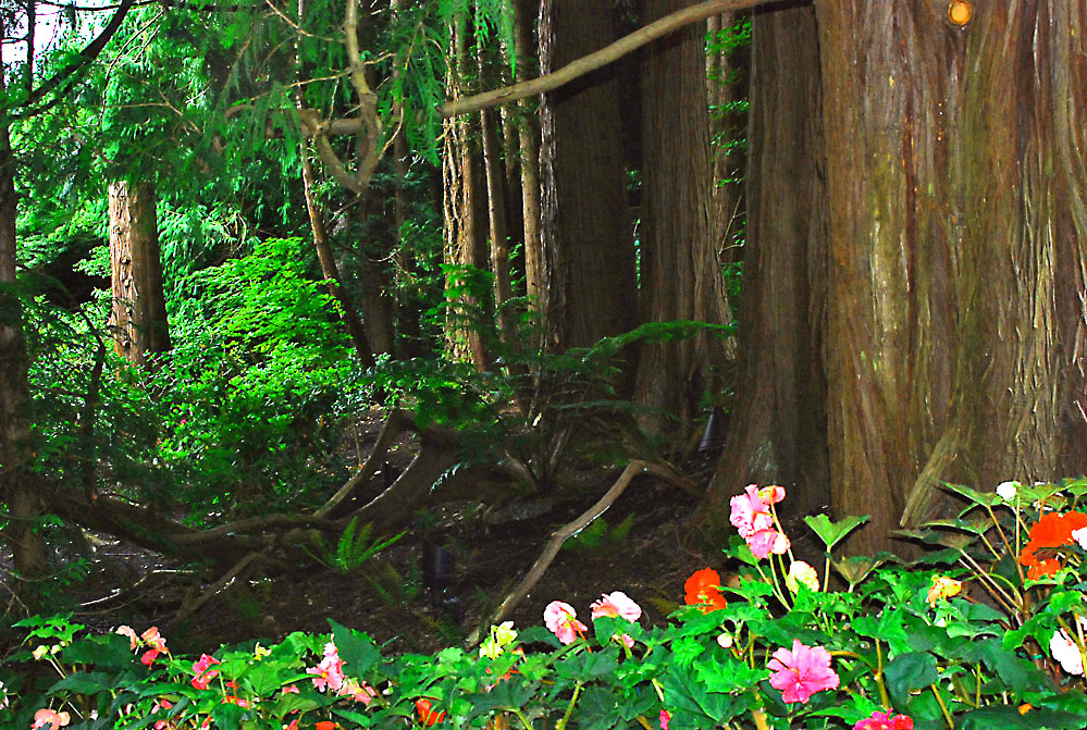 The Butchart Gardens 6 摄影 皋岚